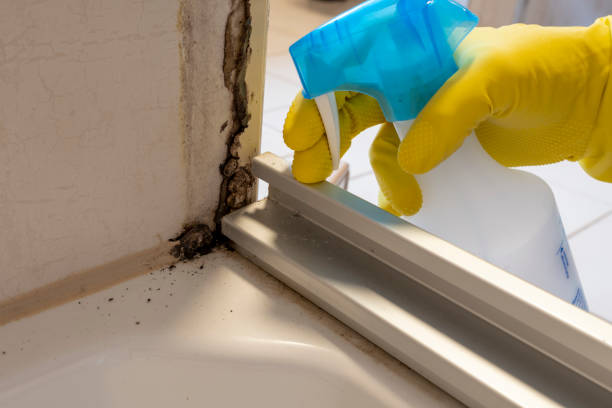 Best Mold Remediation for Schools in Morganfield, KY