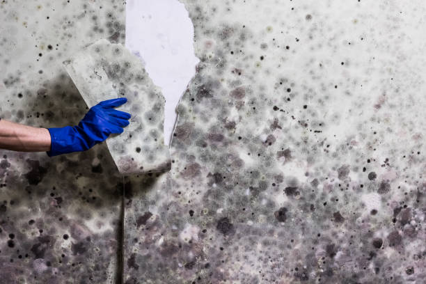 Best Emergency Mold Remediation in Morganfield, KY